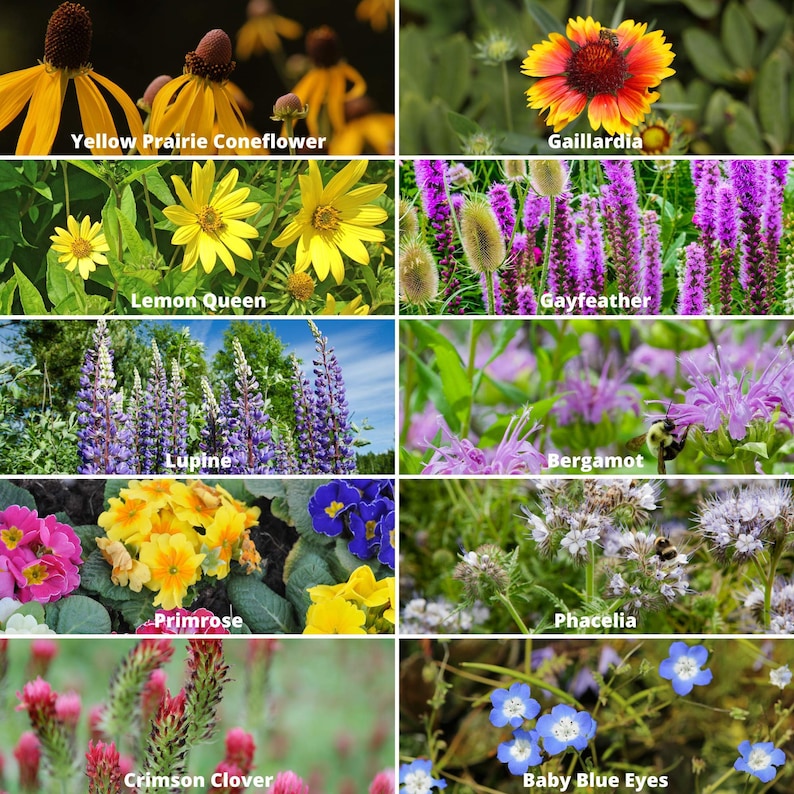 May include: A collage of nine images showcasing different types of flowers, including yellow prairie coneflower, gaillardia, lemon queen, gayfeather, lupine, bergamot, primrose, phacelia, crimson clover, and baby blue eyes.