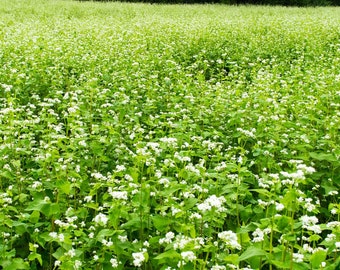 Buckwheat Seeds - 25 Lb Bulk ~300,000 Seeds - Organic, Non-GMO, Whole (Shell On) - Grow Buck Wheat Microgreens, Lettuce