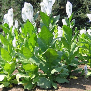 Nostrano del Brenta Tobacco Seeds for Planting - ~1,000 Non-GMO Heirloom Tobacco Seeds - Nicotiana tabacum