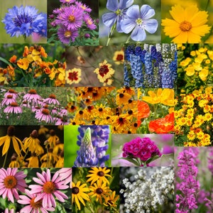 Wildflower Seeds - Midwest Mix - 1lb