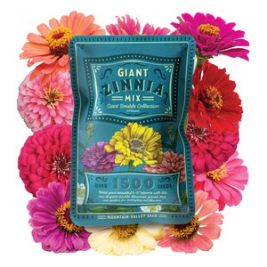 Zinnia Seeds - California Giant Mix