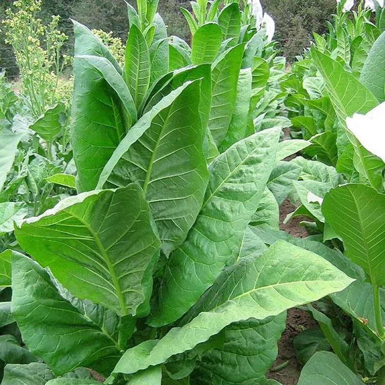 Adonis Tobacco Seeds for Planting 1,500 Nongmo Heirloom Tobacco Seed