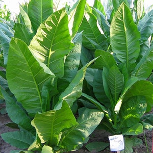 Yellow Pryor Tobacco Seeds for Planting - ~1,500 Non-GMO Heirloom Tobacco Seeds - Nicotiana tabacum