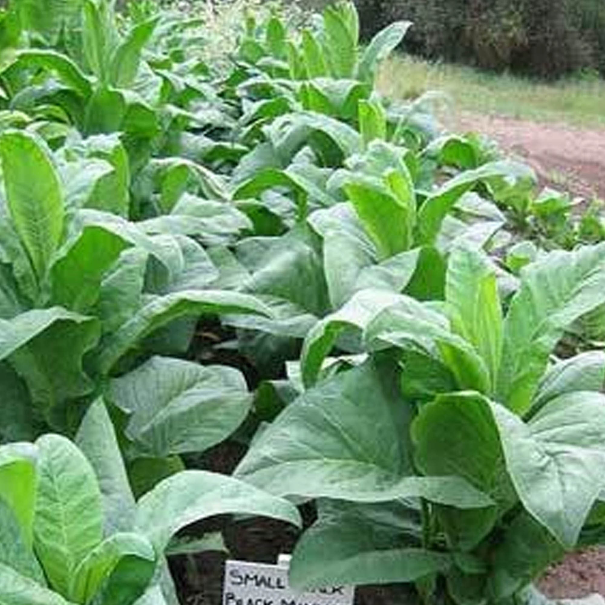 Small Stalk Black Mammoth Tobacco Seeds for Planting - ~100 Non-GMO Heirloom Tobacco Seeds - Nicotiana tabacum