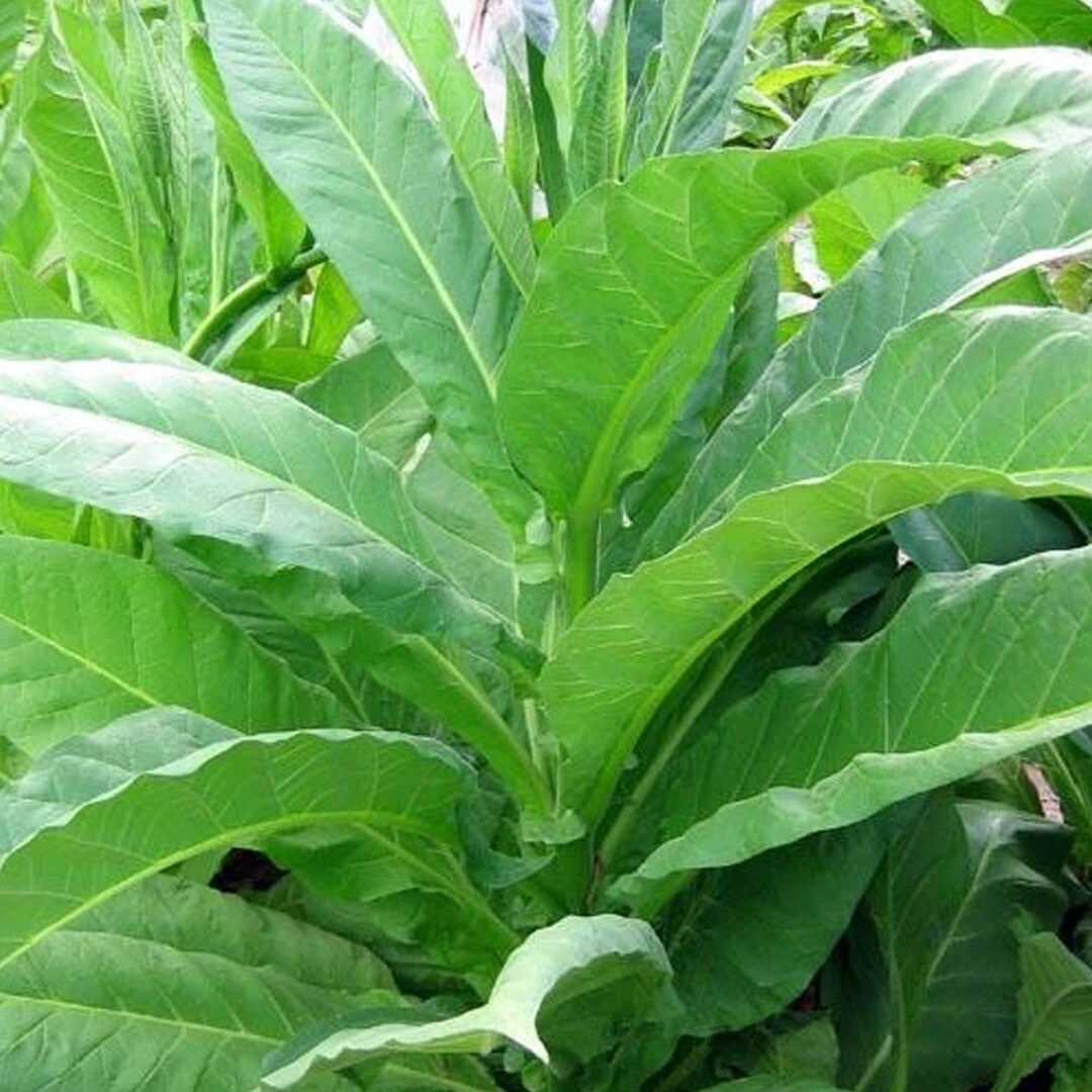 Long Red Tobacco Seeds for Planting 100 Nongmo Heirloom Tobacco Seeds