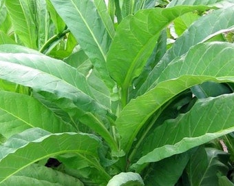 a tobacco worm Tomato and Tobacco Hornworms a tobacco worm Tomato and Tobacco Hornworms