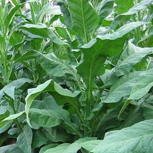 Shirey Tobacco Seeds for Planting - ~1,500 Non-GMO Heirloom Tobacco Seeds - Nicotiana tabacum