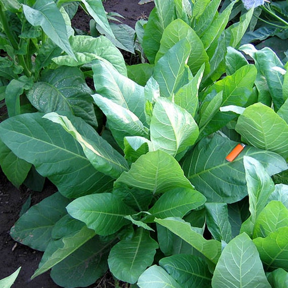 newton tobacco seed Ohio Dutch is classified as a cigar filler but also makes an excellent pipe tobacco. Tobacco Seeds - Kentucky 17