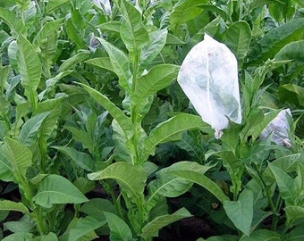 Mopan Mayan Tobacco Seeds for Planting - ~1,500 Non-GMO Heirloom Tobacco Seeds - Nicotiana tabacum