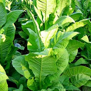 African Red Tobacco Seeds for Planting - ~1,500 Non-GMO Heirloom Tobacco Seeds - Nicotiana tabacum