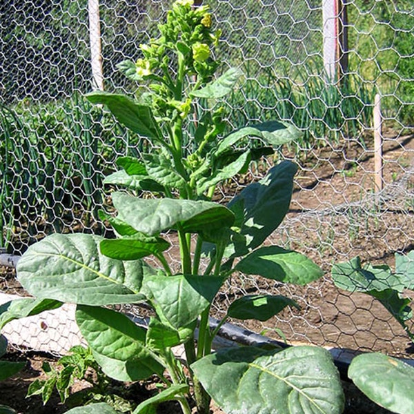 Mohawk Tobacco Seeds for Planting - ~100 Non-GMO Heirloom Tobacco Seeds - Nicotiana tabacum
