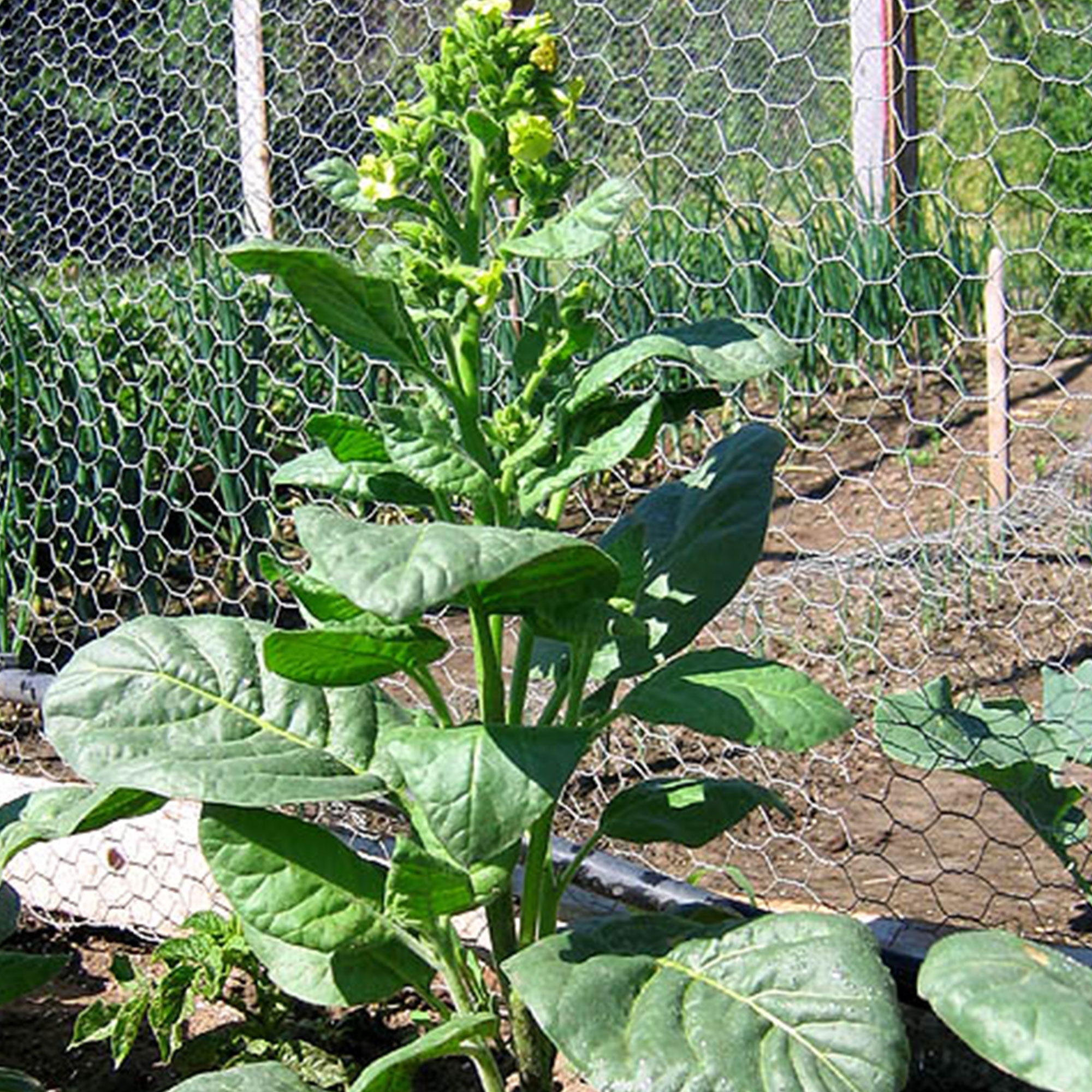 tobacco leaves for hair growth Mohawk Tobacco Seeds for Planting - ~100 Non-gmo Heirloom Tobacco Seeds -  Nicotiana Tabacum