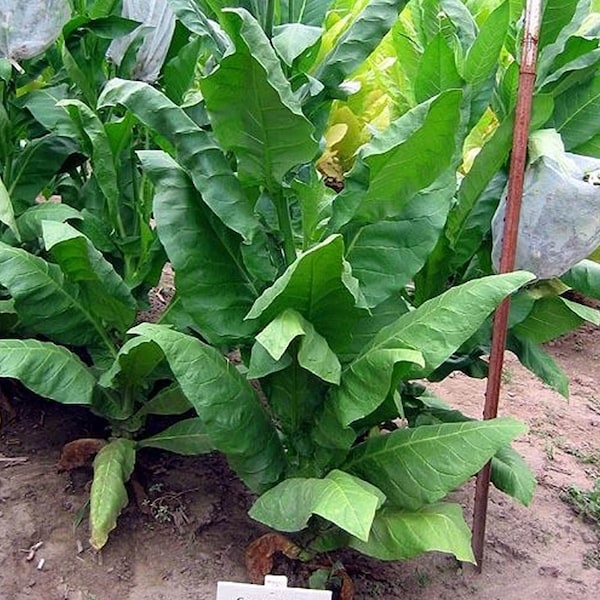 Comstock Tobacco Seeds for Planting - 100 Non-GMO Heirloom Tobacco Seeds - Nicotiana tabacum - Farm & Garden Seeds