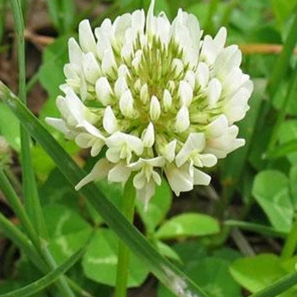 Dutch White Clover Seed for Lawn - Etsy
