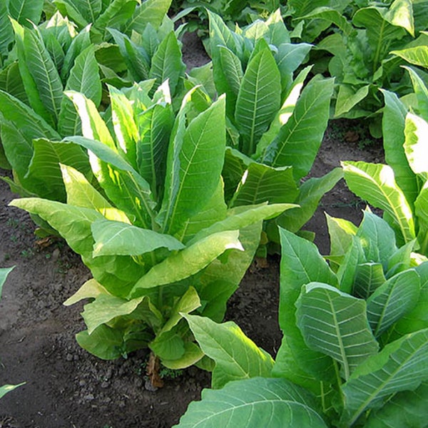 Harrow Velvet Tobacco Seeds for Planting - ~100 Non-GMO Heirloom Tobacco Seeds - Nicotiana tabacum - Farm & Garden Seeds