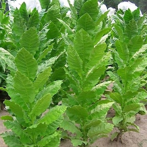 Prilep Tobacco Seeds for Planting - ~100 Non-GMO Heirloom Tobacco Seeds - Nicotiana tabacum