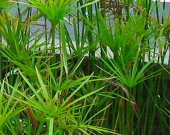 Umbrella Palm,  Papyrus, Cyperus alternifolius, 2 bare rooted plant with 3-4 stalks