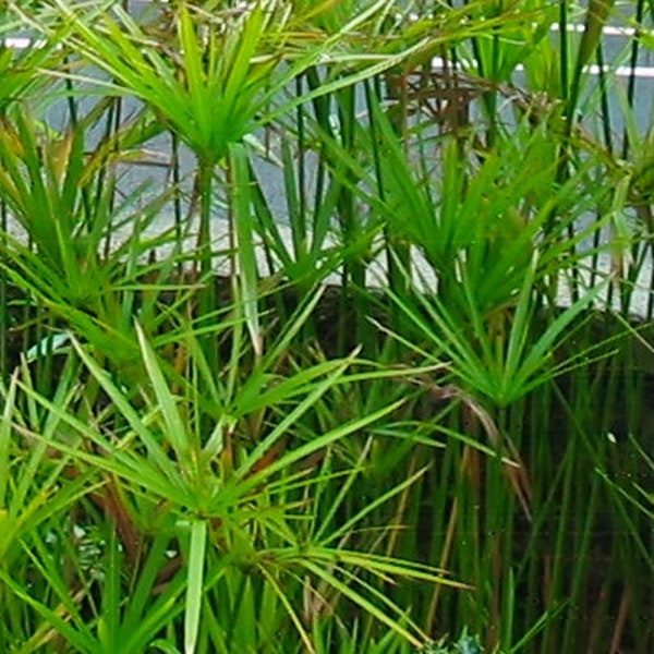 Umbrella Palm,  Papyrus, Cyperus alternifolius, 2 bare rooted plant with 3-4 stalks