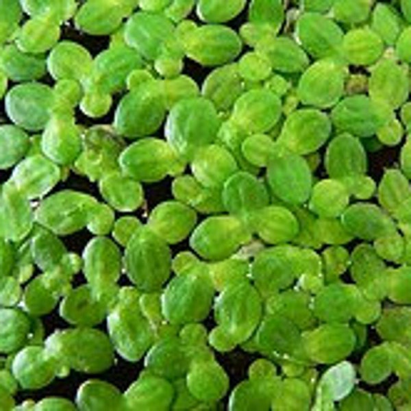 Lemna minor, the common duckweed or lesser duckweed, is a species of aquatic freshwater plant. 1 -cup ( 2000 + plants)