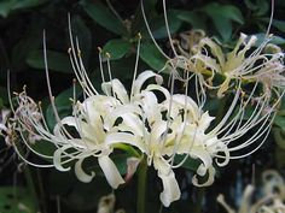 Giant Spider Lilies, Crinum Lilies, Swamp Lilies, 3 Rooted Plants Etsy