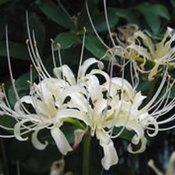 Giant Spider Lilies, Crinum Lilies, Swamp lilies, 3 rooted plants