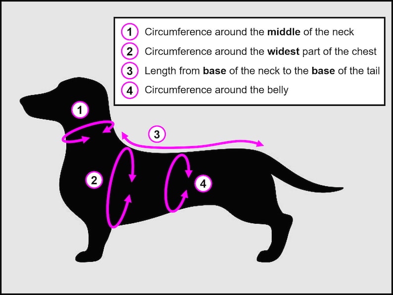 May include: Diagram showing how to measure a dog for a custom-made garment. The diagram shows a black silhouette of a dachshund with four numbered circles indicating where to measure: 1) neck, 2) chest, 3) length from neck to tail, and 4) belly.