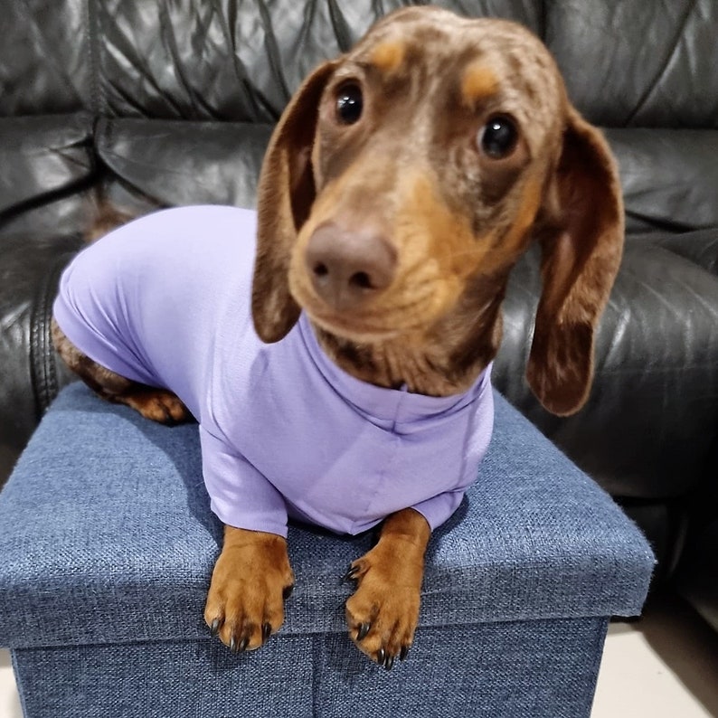 May include: A brown and white dachshund wearing a lavender turtleneck sweater sits on a blue ottoman.