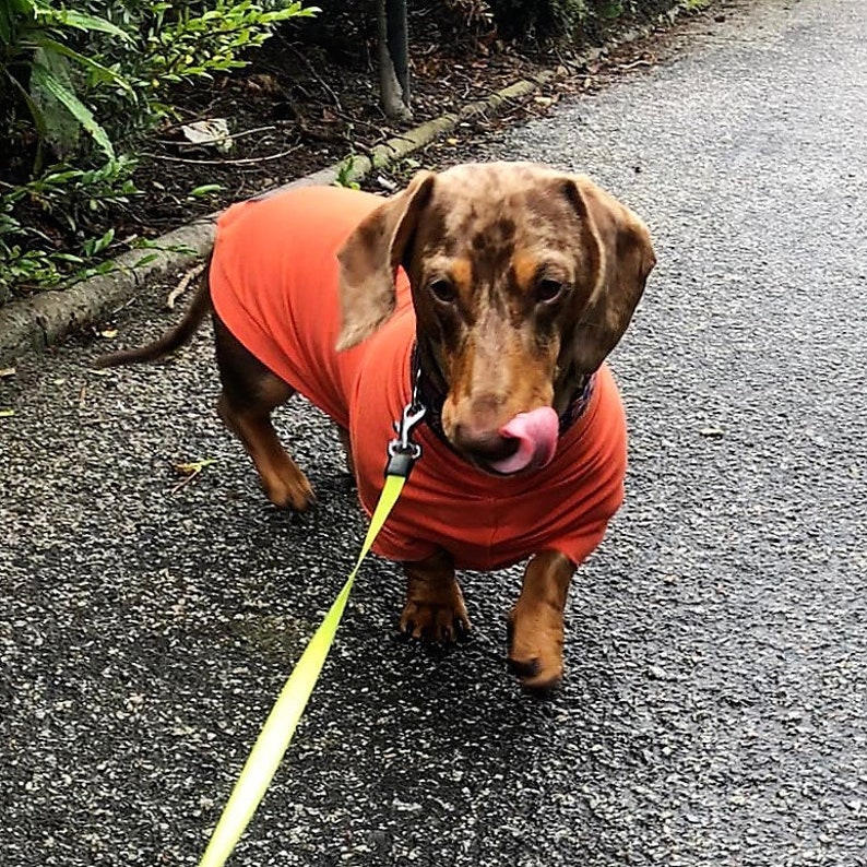 May include: A brown and white dachshund wearing an orange sweater and a yellow leash. The dog is walking on a gray asphalt surface.