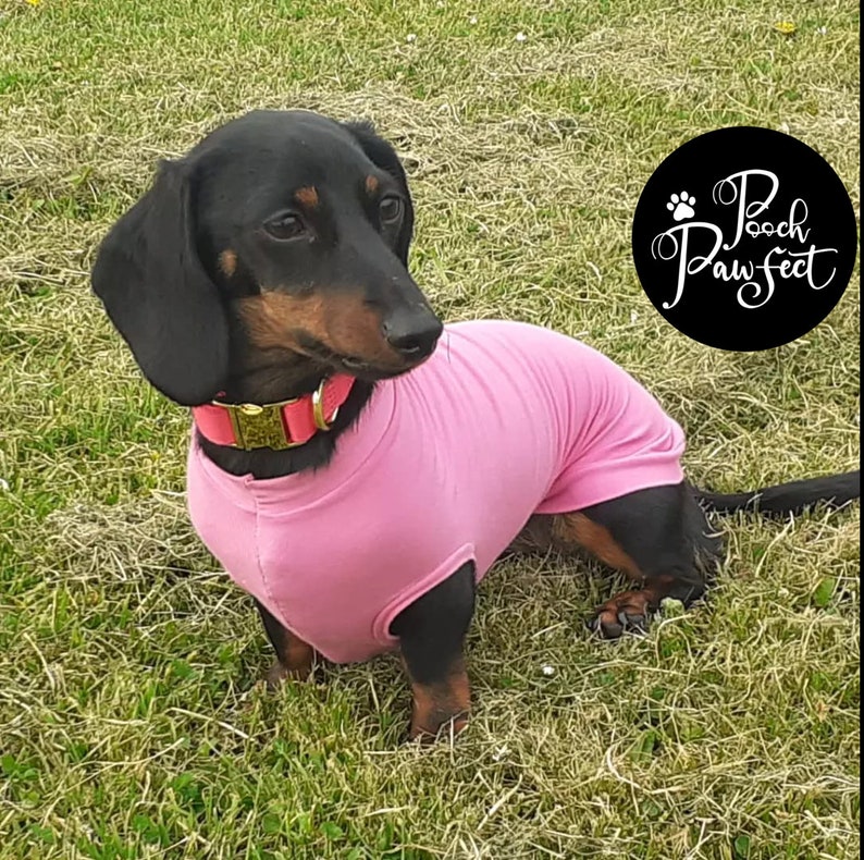 May include: A black and tan dachshund wearing a pink shirt and a gold collar with a pink buckle. The dog is sitting on green grass. The text "Pooch Pawfect" is in a circle in the background.