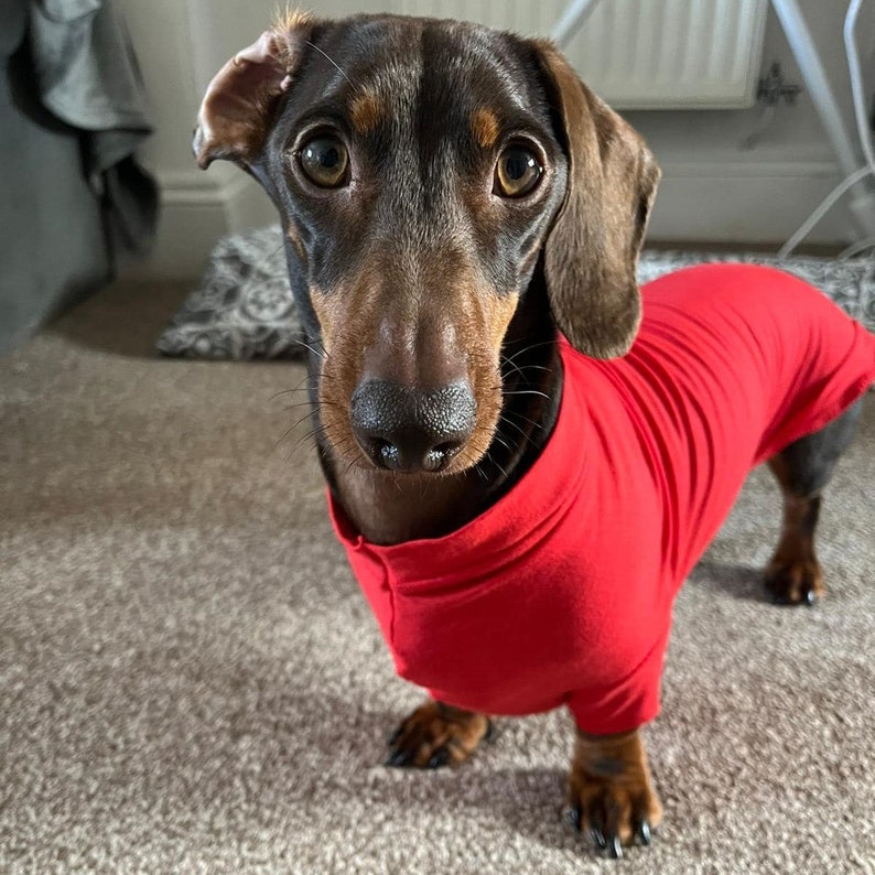 May include: A brown and black dachshund wearing a red shirt. The dog is looking directly at the camera.