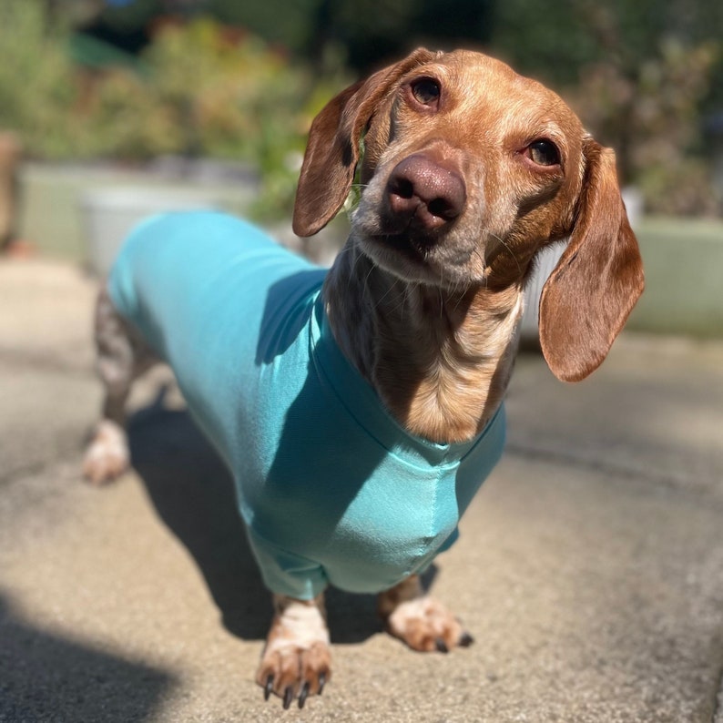 Bamboo Anti-Allergy and Cooling Dachshund T-Shirt by Pooch Pawfect image 4