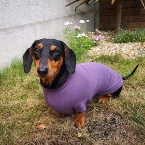 May include: A black and brown dachshund wearing a purple shirt. The dog is sitting on a bed of green grass.