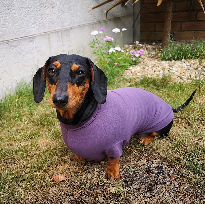 May include: A black and brown dachshund wearing a purple shirt. The dog is sitting on a bed of green grass.