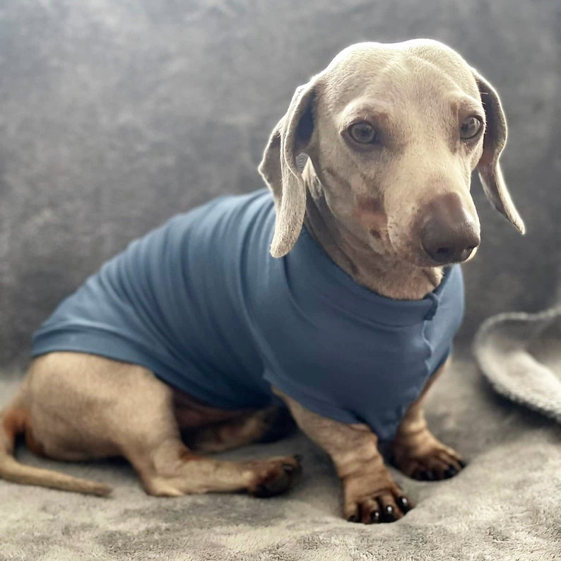 May include: A small, light brown dachshund wearing a blue shirt. The dog is sitting on a gray, fuzzy surface.