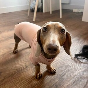May include: A brown and tan dachshund wearing a pink shirt, looking directly at the camera.