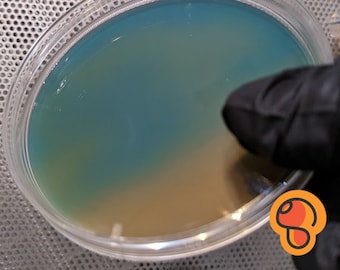 x10 Agar Plates - Blemish, sterile, pre-poured