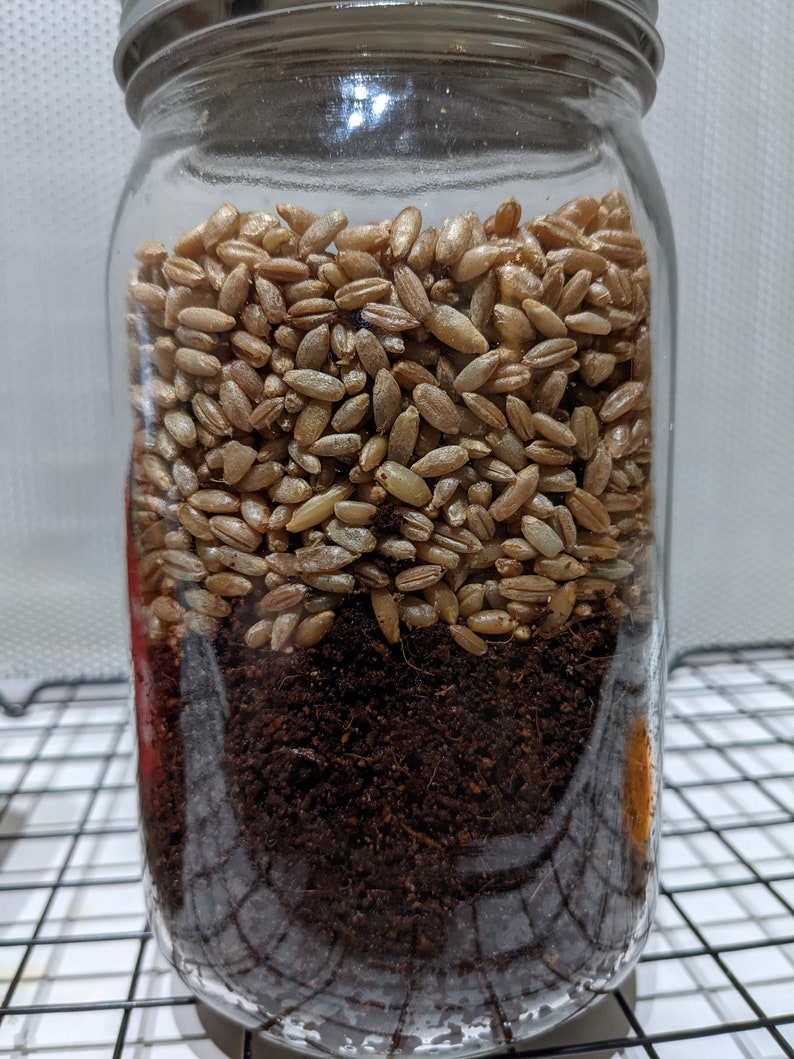 Allinone Mushroom Grow Jar Quart 1lb Etsy