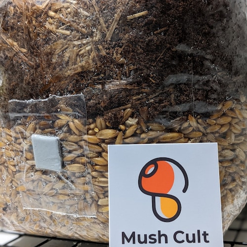 Allinone Mushroom Grow Jar Quart 1lb Etsy