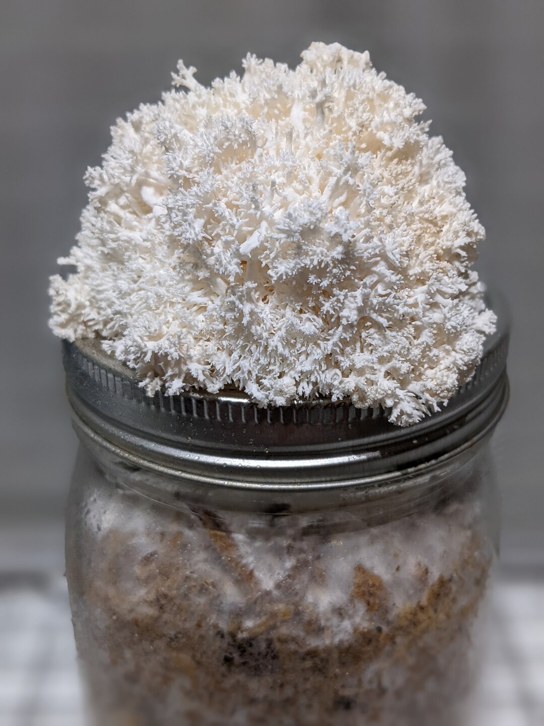 Lion's Mane Grow Kit Master's Mix W/straw Quart Jar and 10ml of Liquid