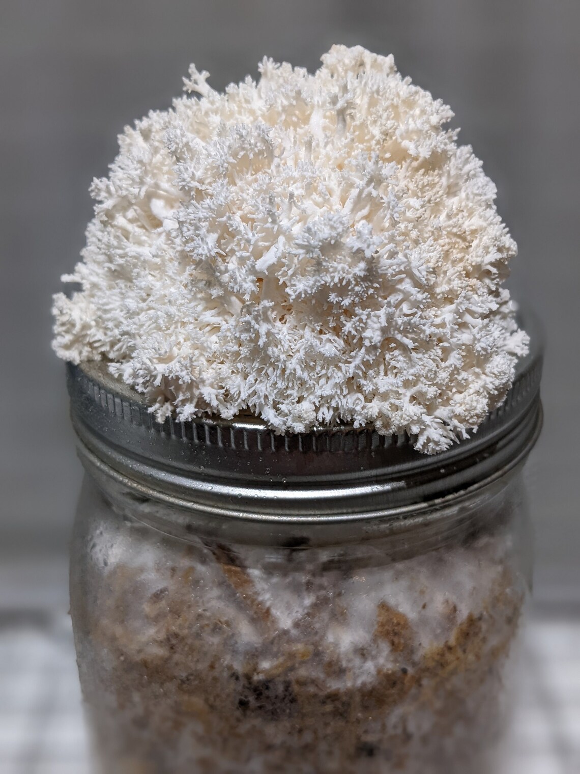 Lion's Mane Grow Kit Master's Mix W/straw Quart Jar Etsy