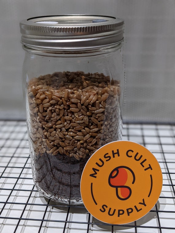Allinone Mushroom Grow Jar Quart 1lb Etsy