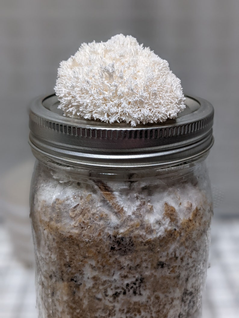 Mushroom Grow Jar Master's Mix W/straw Etsy