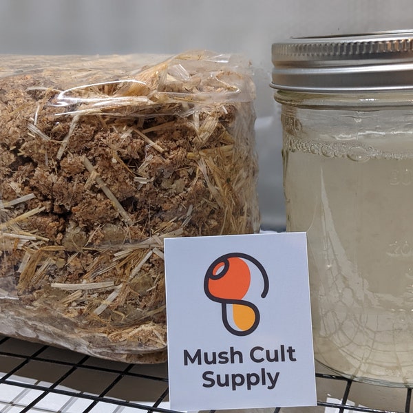 Lions Mane Grow Kit Etsy