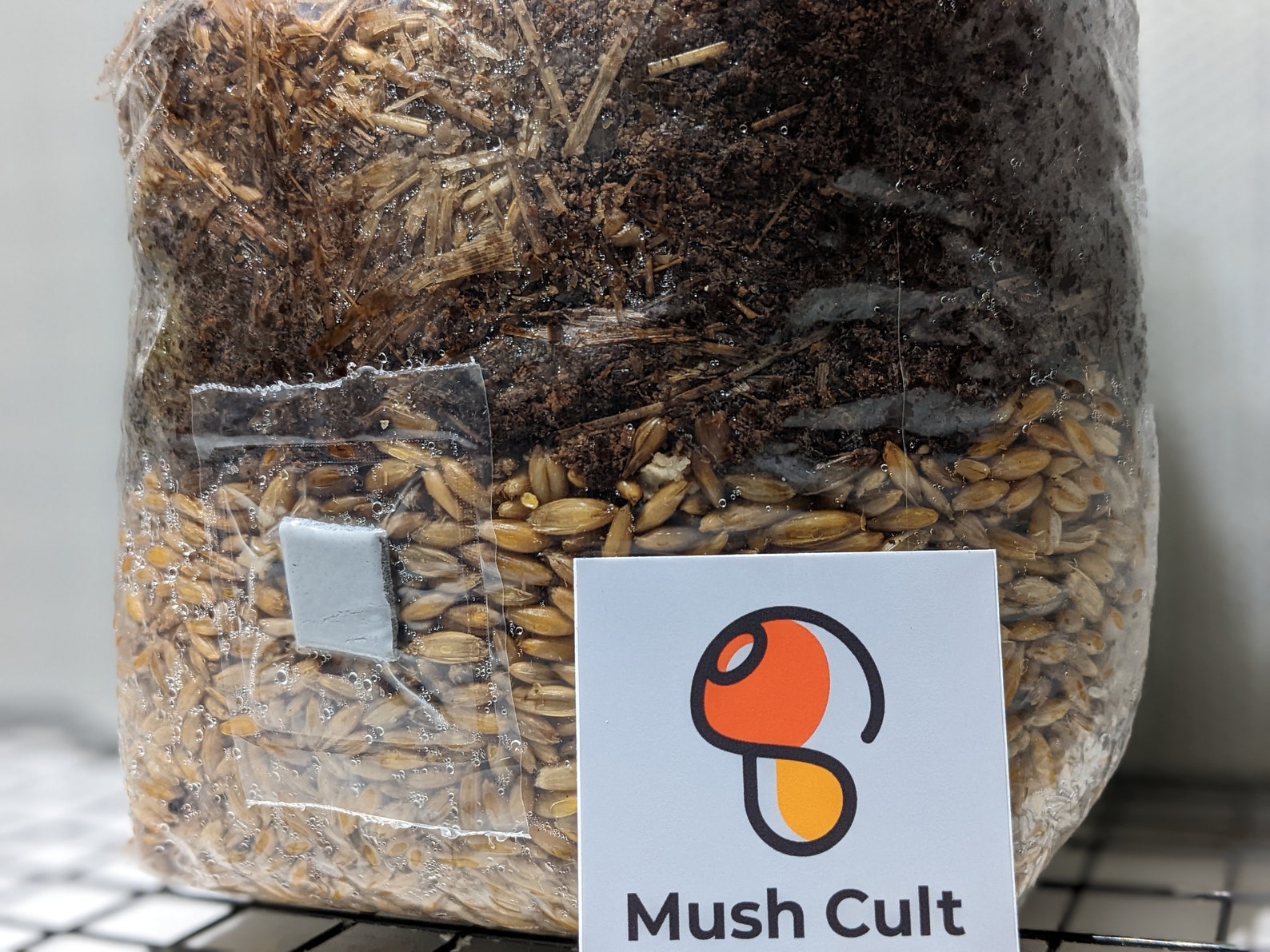 X2 Gourmet Allinone Mushroom Grow Bag 4lbs Substrate and Grain Etsy