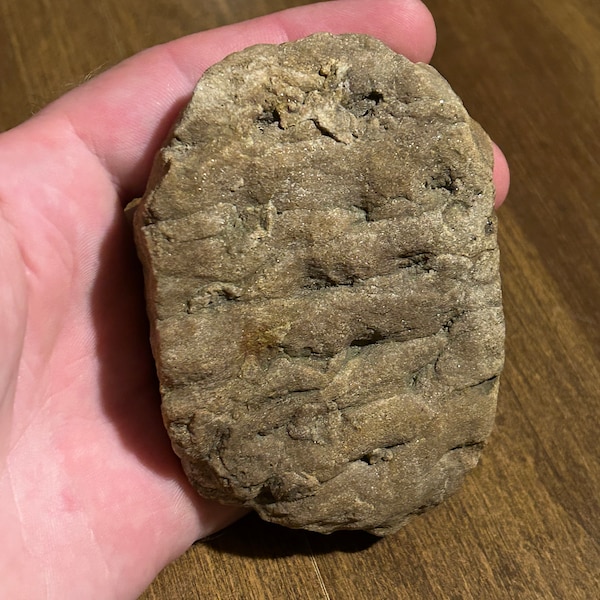 Palm Sized Scale Tree Fossil