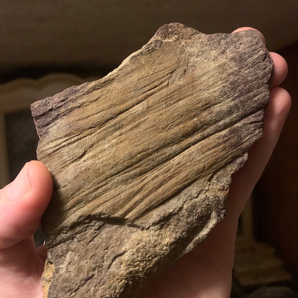 Fossilized Wood in Sandstone