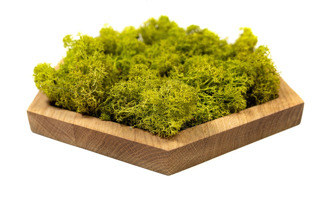 3D Composition Moss Real Moss Decor Plant Wall Art Green Moss Etsy