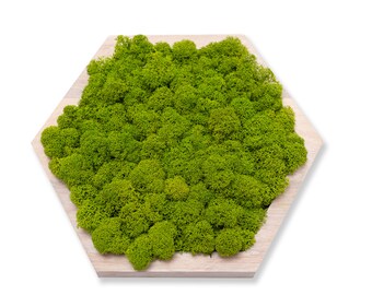 Moss Real Moss Decor Plant Wall Art Green Moss Wooden Panels -Wooden Interior Decorative Slats Wall hexagons OAK WOOD MIDI
