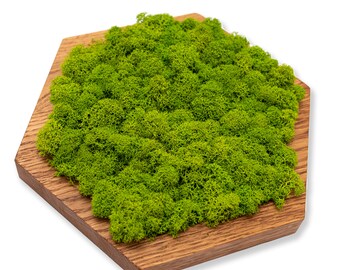 Moss Real Moss Decor Plant Wall Art Green Moss Wooden Panels -Wooden Interior Decorative Slats Wall hexagons OAK WOOD MAXI