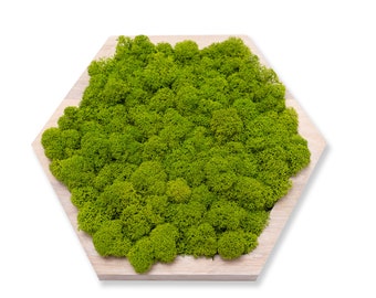 Moss Real Moss Decor Plant Wall Art Green Moss Wooden Panels -Wooden Interior Decorative Slats Wall hexagons OAK WOOD MINI